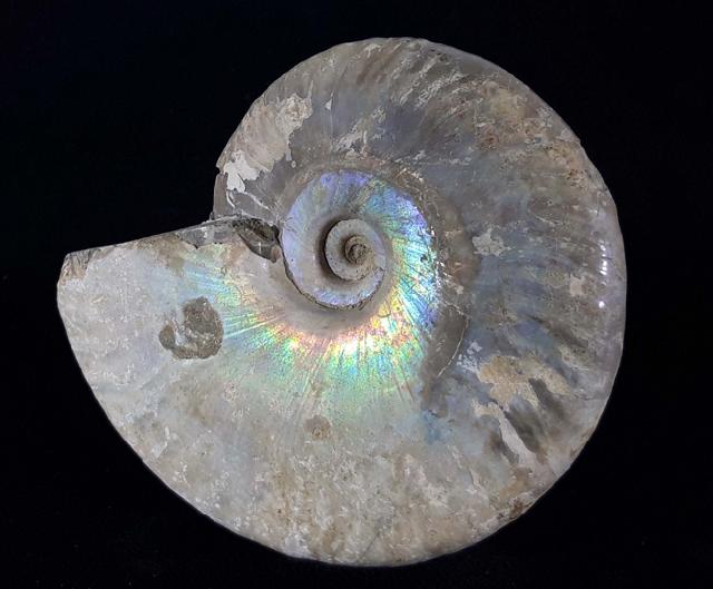 Cleoniceras (Grycia) cf. besairiei COLLIGNON 1949 - Bild © FossNet FossilienStore